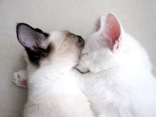 三国交锋:中国仰泳缺乏爆点