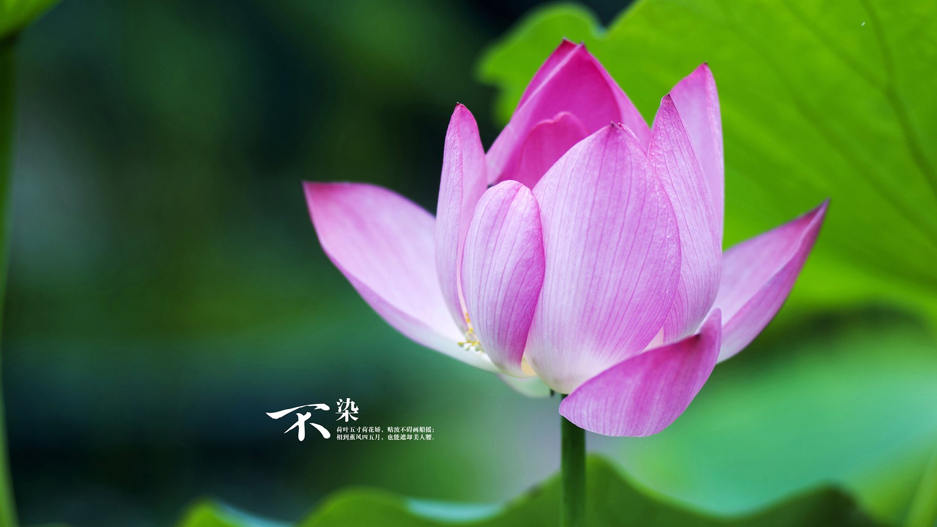 中国香港队赛制探讨：如何通过团体协作发挥更强战斗力，香港队比赛