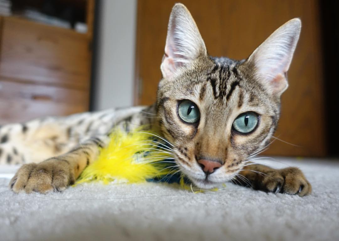 国家队罚球命中率为何年年拉垮，中国队罚球命中率