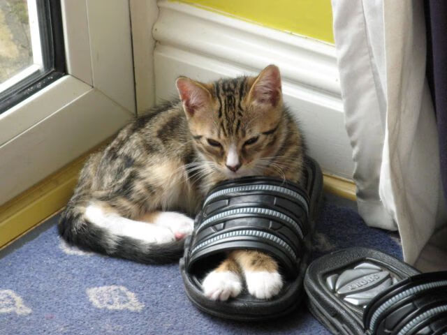 大数据参与教练选材提供辅助参考,大数据培训资料库