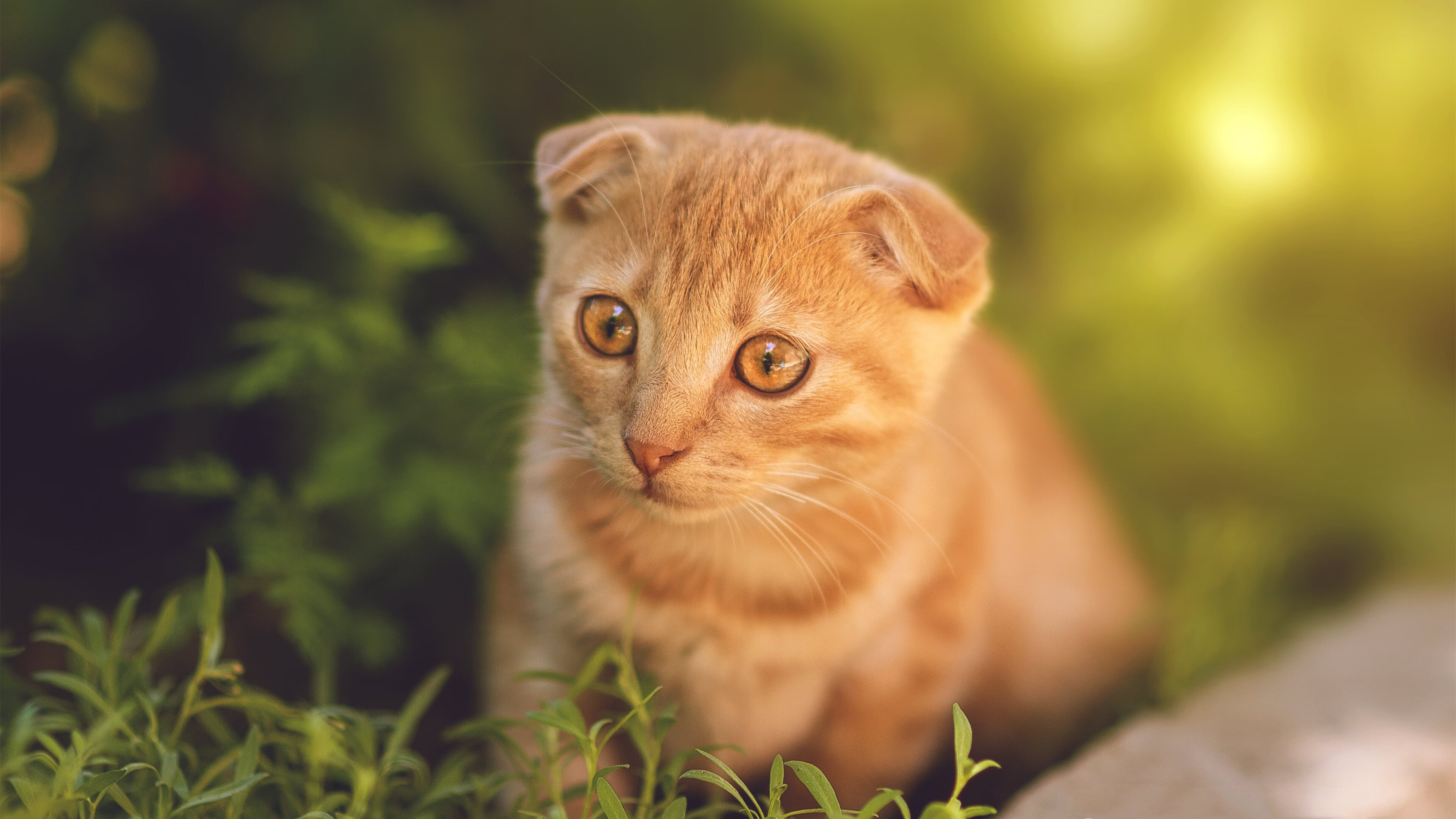 尤文图斯边路连线形成高频传中，尤文图斯锋线