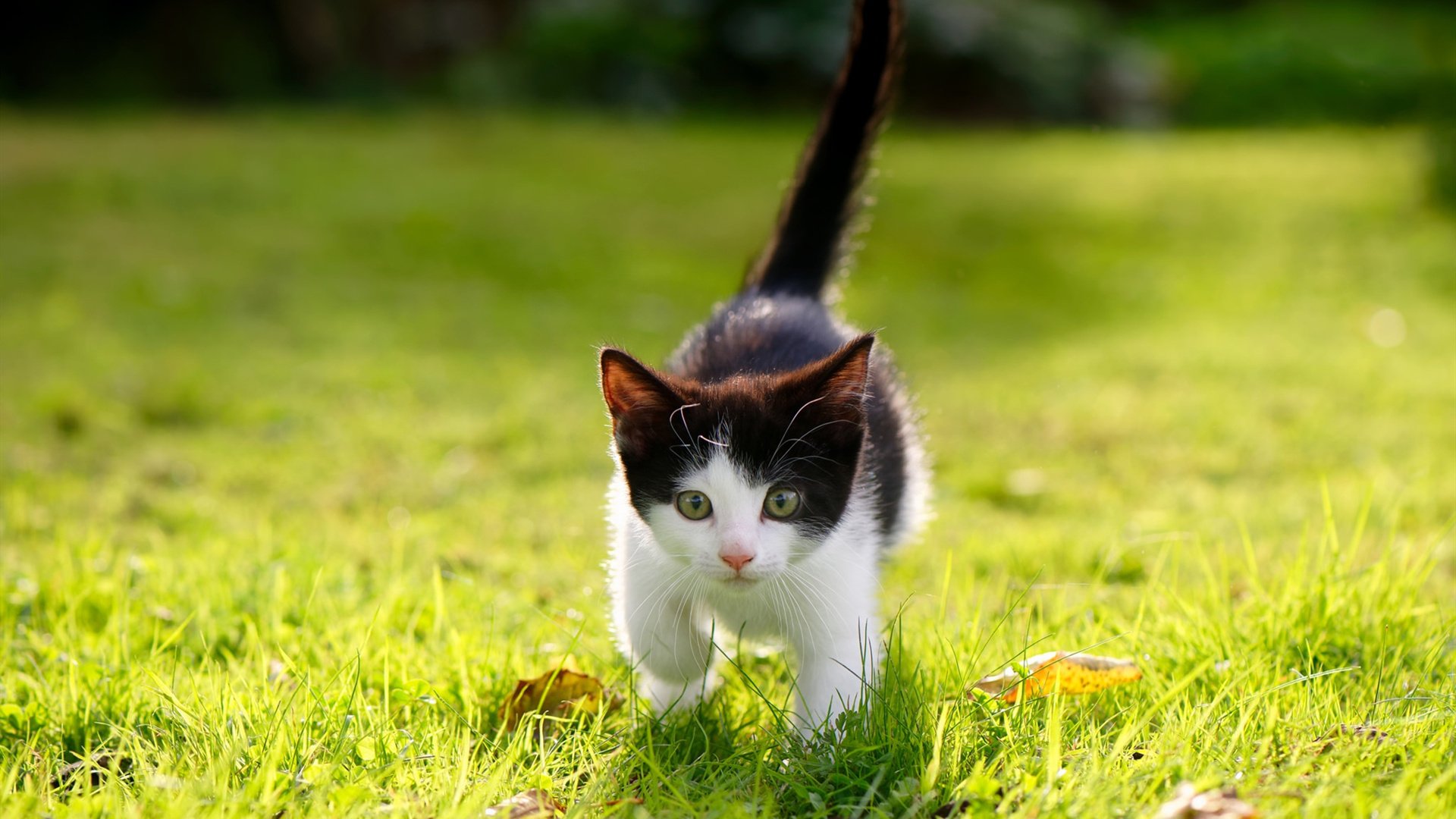 广东队利用暂停时间精准调整战术，广东队下场比赛时间