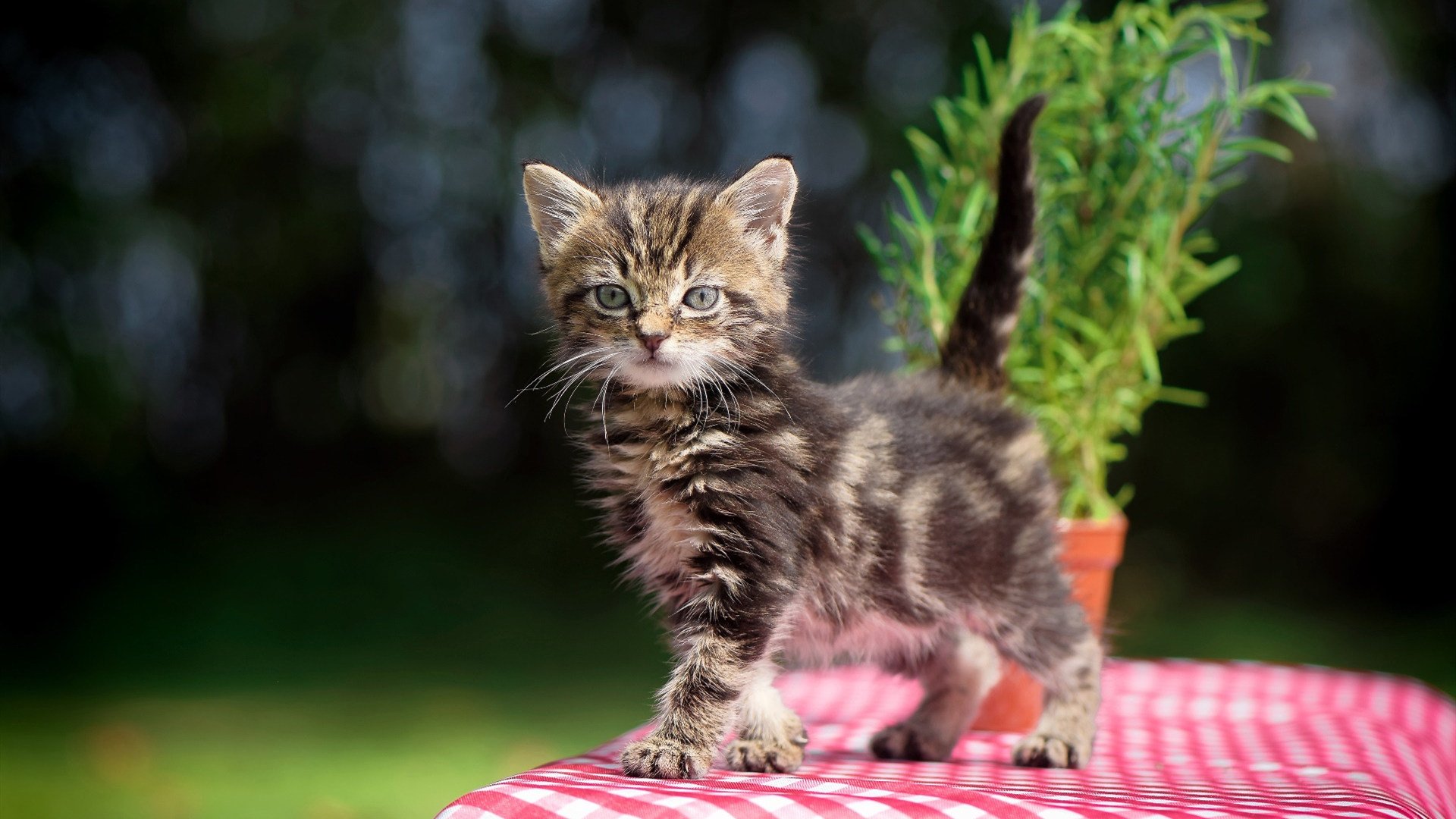 青年运动员成长规划科学系统,青年运动员怎样进行营养补充