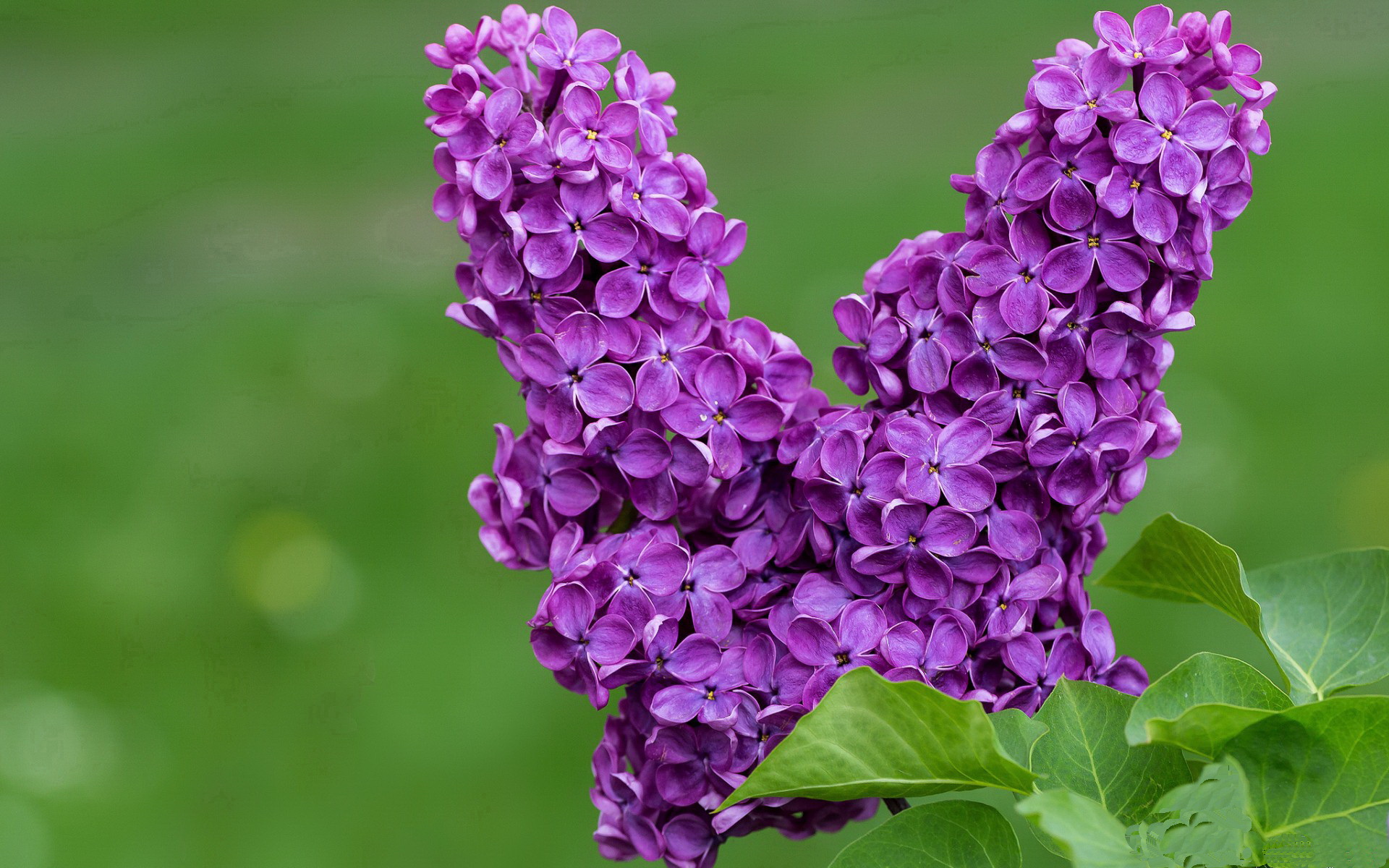 吉尔吉斯斯坦仰泳选手实力提升显著,吉尔吉斯斯坦帅哥