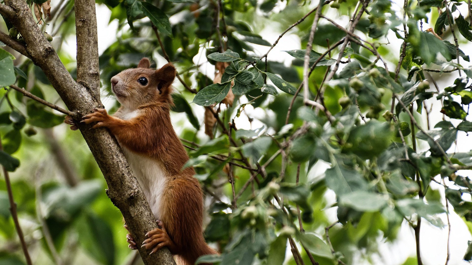 安东·李恩:全黑队的防守利器,精准抢断与超强拦截能力,安东内拉百科
