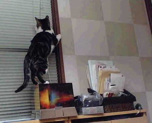 希腊女篮在欧洲锦标赛中表现优异,期待夺金