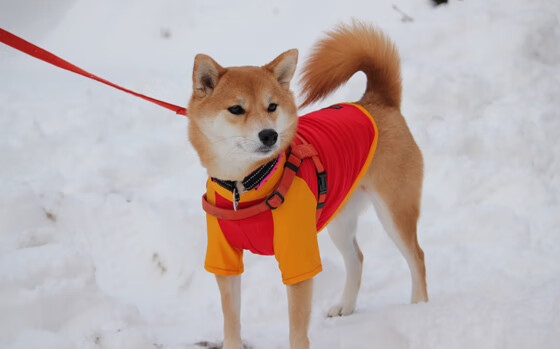 新赛季俱乐部财务透明化提升联赛整体运营规范水平,俱乐部财务管理办法