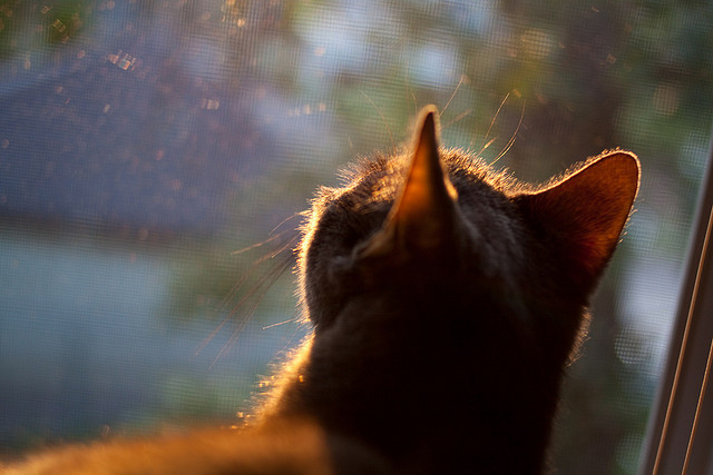 西亚卡姆称更注重身体对抗与耐力分配，西亚卡姆还能打出来吗