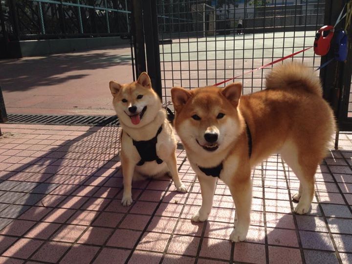 西甲联赛的国际广告合作策略，西甲场边广告